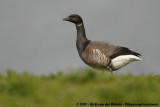 Dark-Bellied Brent Goose<br><i>Branta bernicla bernicla</i>