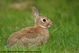 European Rabbit<br><i>Oryctolagus cuniculus cuniculus</i>