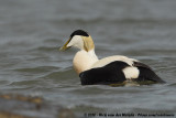 Common Eider<br><i>Somateria mollissima mollissima</i>