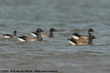 Dark-Bellied Brent Goose<br><i>Branta bernicla bernicla</i>