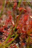 Oblong-Leaved Sundew<br><i>Drosera intermedia</i>