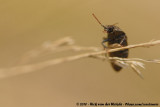 Click-Beetle<br><i>Agrypnus murina</i>