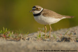 Little Ringed Plover<br><i>Charadrius dubius curonicus</i>