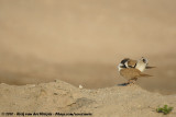 Little Ringed Plover<br><i>Charadrius dubius curonicus</i>