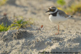 Little Ringed Plover<br><i>Charadrius dubius curonicus</i>
