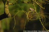 European Pied Flycatcher<br><i>Ficedula hypoleuca hypoleuca</i>