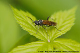 Sawfly<br><i>Macrophya duodecimpunctata</i>