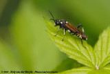 Sawfly<br><i>Macrophya duodecimpunctata</i>