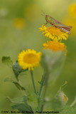 Lesser Marsh Grasshopper<br><i>Chorthippus albomarginatus albomarginatus</i>