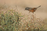 Tristrams Warbler<br><i>Curruca deserticola</i>