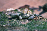 Horn-Eyed Ghost Crab<br><i>Ocypode ceratophthalmus</i>