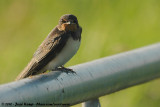 Barn Swallow<br><i>Hirundo rustica rustica</i>