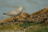 Red Knot<br><i>Calidris canutus ssp.</i>