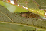 Mount Kilimanjaro Two-Horned Chameleon<br><i>Kinyongia tavetana</i>