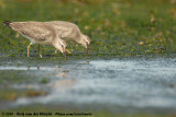 Red Knot<br><i>Calidris canutus ssp.</i>