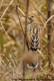 Winding Cisticola<br><i> Cisticola marginatus suahelicus</i>