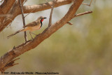 Rosy-Patched Bush-Shrike<br><i>Rhodophoneus cruentus cathemagmena</i>