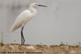 Little Egret<br><i>Egretta garzetta garzetta</i>