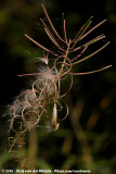 Great Willowherb<br><i>Epilobium hirsutum</i>