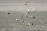 Whiskered Tern<br><i>Chlidonias hybrida delalandii</i>