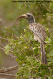 African Grey Hornbill<br><i>Tockus nasutus epirhinus</i>