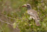 African Grey Hornbill<br><i>Tockus nasutus epirhinus</i>