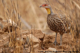 Yellow-Necked Spurfowl<br><i>Francolinus leucoscepus</i>