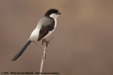 Long-Tailed Fiscal<br><i>Lanius cabanisi</i>