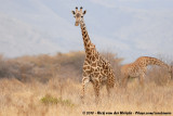 Masai Giraffe<br><i>Giraffa camelopardalis tippelskirchi</i>