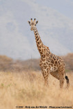 Masai Giraffe<br><i>Giraffa camelopardalis tippelskirchi</i>