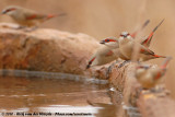 Crimson-Rumped Waxbill<br><i>Estrilda rhodopyga centralis</i>