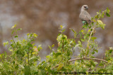 African Orange-Bellied Parrot<br><i>Poicephalus rufiventris rufiventris</i>