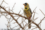 DArnauds Barbet<br><i>Trachyphonus darnaudii boehmi</i>