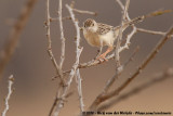 Ashy Cisticola<br><i>Cisticola cinereolus schillingsi</i>