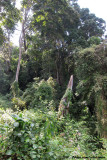Forests at the West Usambaras