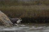 White-Throated Dipper<br><i>Cinclus cinclus cinclus</i>