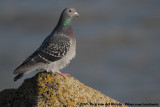 Feral Pigeon<br><i>Columba livia forma domestica</i>