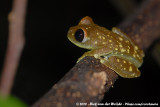 Uluguru Tree Frog<br><i>Leptopelis uluguruensis</i>
