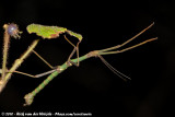 (Stick Insect)<br><i>Xylica oedematosa</i>