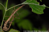 (Stick Insect)<br><i>Xylica oedematosa</i>