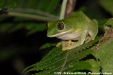 Ornate Tree Frog<br><i>Leptopelis flavomaculatus</i>