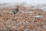 Grey PloverPluvialis squatarola squatarola