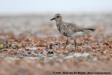 Grey Plover<br><i>Pluvialis squatarola squatarola</i>