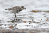Grey PloverPluvialis squatarola squatarola