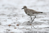 Grey PloverPluvialis squatarola squatarola