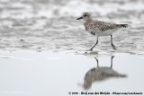 Grey PloverPluvialis squatarola squatarola