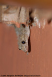Moreaus Tropical House Gecko<br><i>Hemidactylus mabouia</i>
