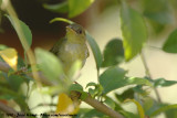Green-Backed CamaropteraCamaroptera brachyura pileata