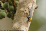 Yellow-Headed Dwarf Gecko<br><i>Lygodactylus picturatus picturatus</i>