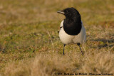 Eurasian Magpie<br><i>Pica pica pica</i>